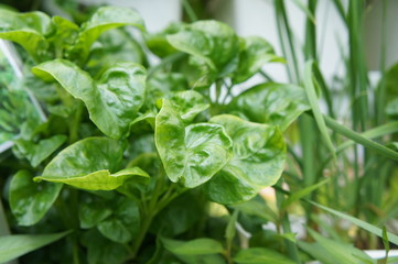 Brazilian Spinach or Sissoo spinach or Samba lettuce. These vegetables also provide a variety of health benefits such as anti-cancer and vitamin K.