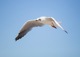 Seagull in blue sky clouds.