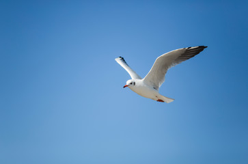 Obraz premium Seagull in blue sky clouds.