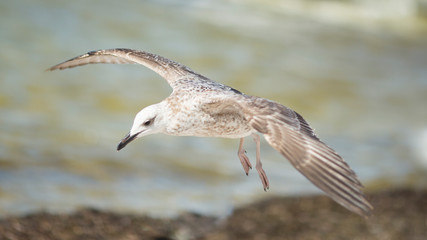 Seagull flying