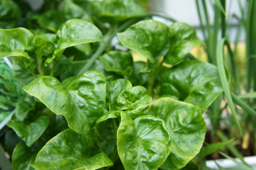 Brazilian Spinach or Sissoo spinach or Samba lettuce. These vegetables also provide a variety of health benefits such as anti-cancer and vitamin K.