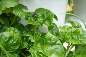 Brazilian Spinach or Sissoo spinach or Samba lettuce. These vegetables also provide a variety of health benefits such as anti-cancer and vitamin K.