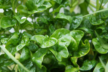 Brazilian Spinach or Sissoo spinach or Samba lettuce. These vegetables also provide a variety of health benefits such as anti-cancer and vitamin K.