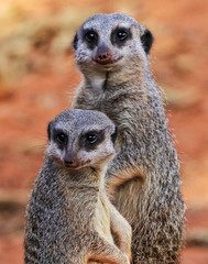 Portrait of Meerkat Suricata suricatta, African native animal, small carnivore belonging to the mongoose family. 