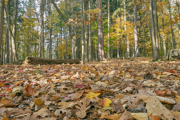 Otoño desde el suelo
