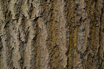 Bark Pattern Wood Tree Trunk Tree Trunk