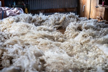 Sheared lamb wool on a table