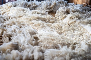 Fototapeta na wymiar Sheared lamb wool on a table