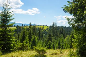 Rocks of Carpathian Mountains. Nature Background