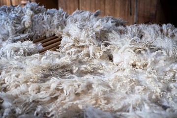 Sheared lamb wool on a table