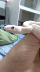 The Texas rat snake (Elaphe obsoleta lindheimeri ) is a subspecies of rat snake, a nonvenomous colubrid found in the United States, primarily within the state of Texas. Rat snake leucistic.