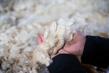 Sheared lamb wool on a table