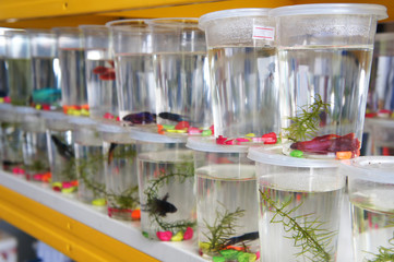The colorful fighting fish is individually separated in different small plastic containers to prevent it from fighting. Ready to sell to buyer.