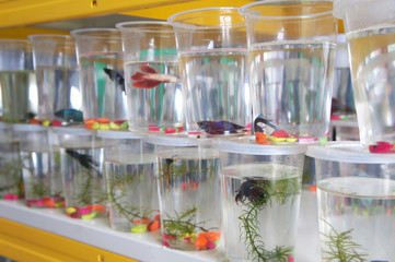 The colorful fighting fish is individually separated in different small plastic containers to prevent it from fighting. Ready to sell to buyer.