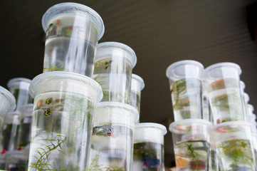 The colorful fighting fish is individually separated in different small plastic containers to...