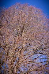 Obraz na płótnie Canvas Dried out tree branches against blue sky