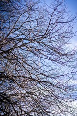 Dried out tree branches against blue sky