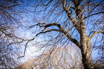 Dried out tree branches against blue sky