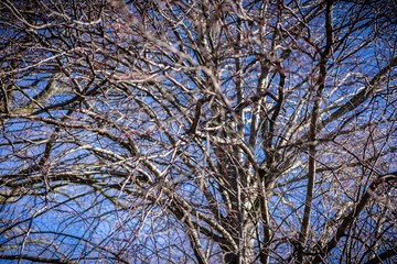 Dried out tree branches against blue sky