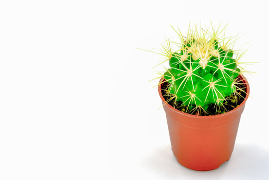 cactus in pot minimalism brown color isolated on white background clipping path