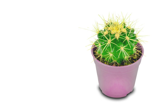 cactus in pot trendy neon purple color isolated on white background with clipping path