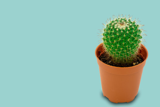 cactus in pot minimalist trendy style above blue background with a beautiful pattern of thorns