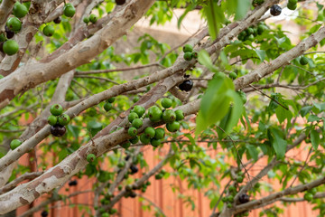 Jabuticaba tree. Fruits on the branch. Berries.