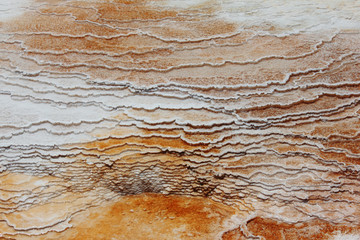 Bacteria mat in Mammoth Hot Springs in Yellowstone National Park