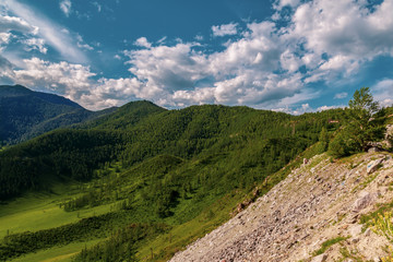 A picturesque place in the Altai Mountains with green trees and grass in the wild under a blue sky with clouds on a warm summer day.