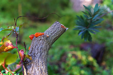 Wild fungus growing on tree bark