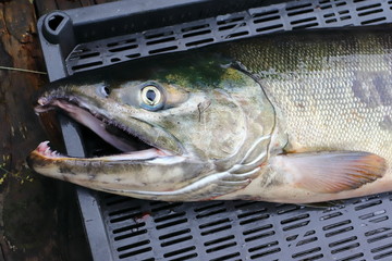 Alive Chum salmon Oncorhynchus keta closeup.