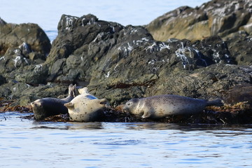 Spotted seals (largha seal, Phoca largha) laying on coastal rocks in seal sanctuary. Calm blue sea, wild marine mammals in natural habitat.