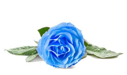 Obraz premium Beautiful rose flower on white background