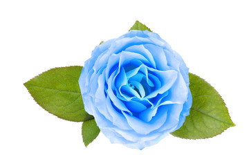 Beautiful rose flower on white background