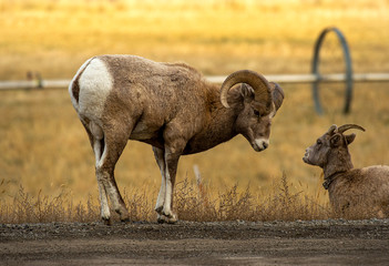 Big Horn Ram