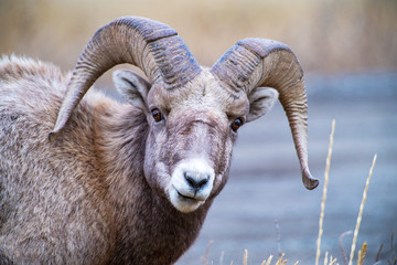 Big Horn Ram