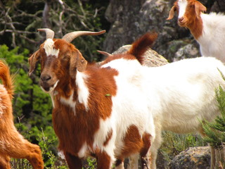 Animales: Cabra mirando el entorno   