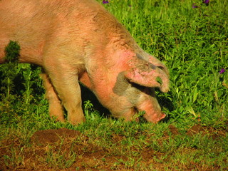 Animales: Cerdo en hora de comida 