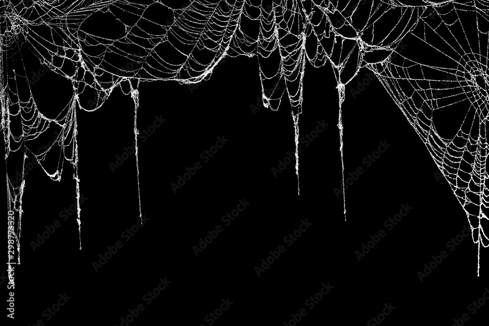 Wall mural real creepy spider webs hanging on black banner as a top border