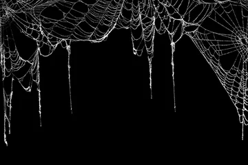Fototapeten Real creepy spider webs hanging on black banner as a top border © Leigh Prather