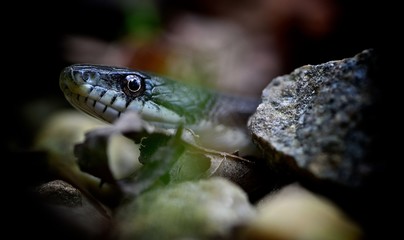 snake
