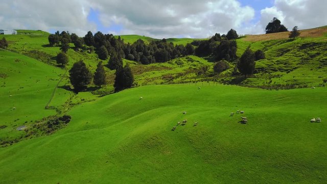 Aerial view: Pan over green pasture with sheep and lambs