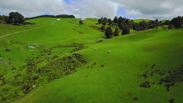 Aerial view: Pan over green pasture with sheep and lambs