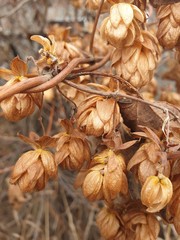 garden hop vine