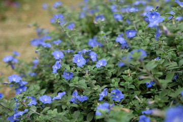 Blue Morning glory flower ( evolvulus alsionides ) flower landscape with blurry background