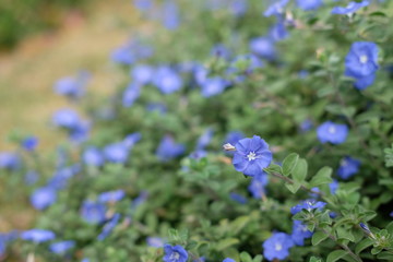 Blue Morning glory flower ( evolvulus alsionides ) flower landscape with blurry background
