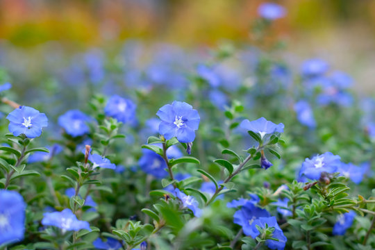 Blue Morning glory flower ( evolvulus alsionides ) flower landscape with blurry background