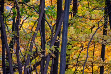 trees in autumn