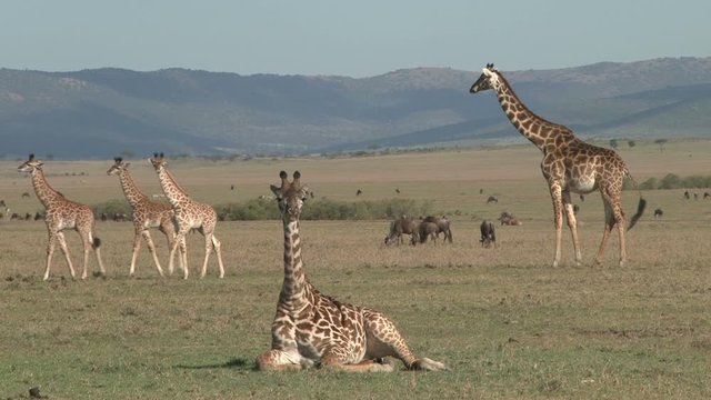 Three baby giraffes pass by their sitting mother