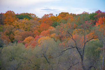 tree in autumn